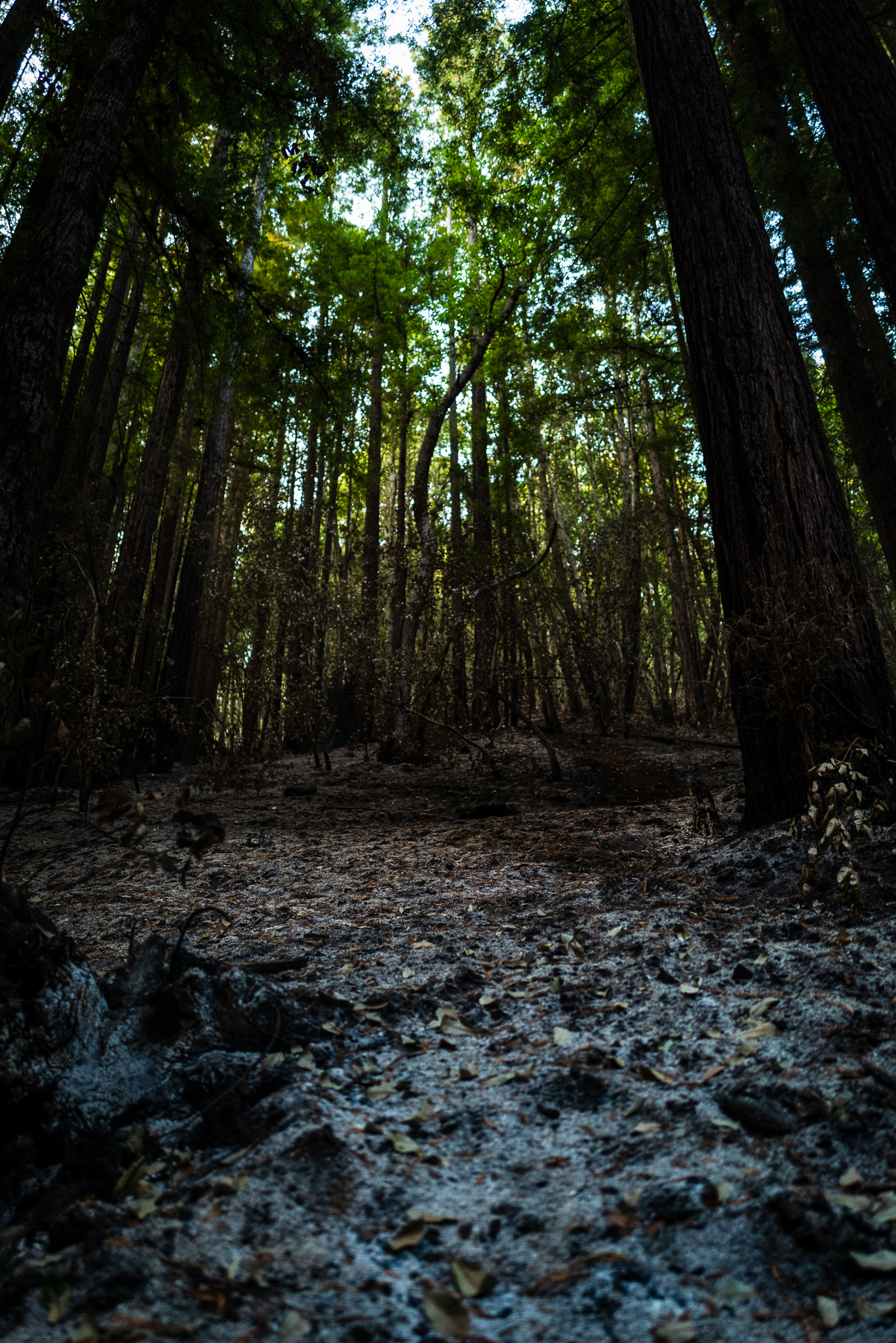 Fire Relief Santa Cruz Mountain Stewardship Action Center