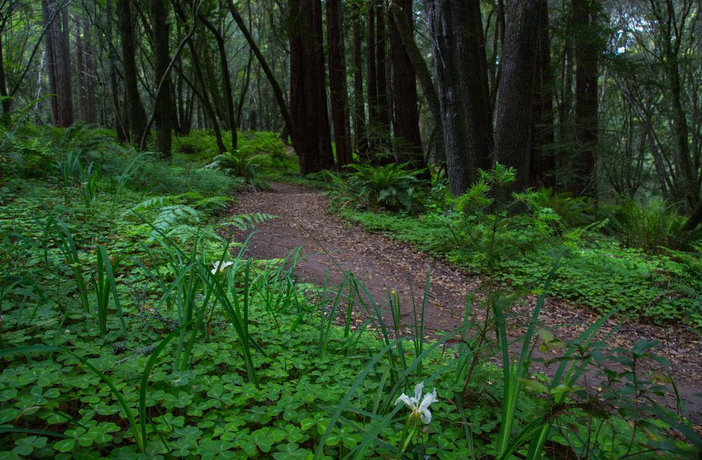 Enchanted Loop Reroute