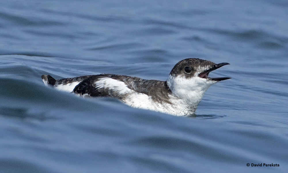 Naturalist Segment: Marbled Murrelets