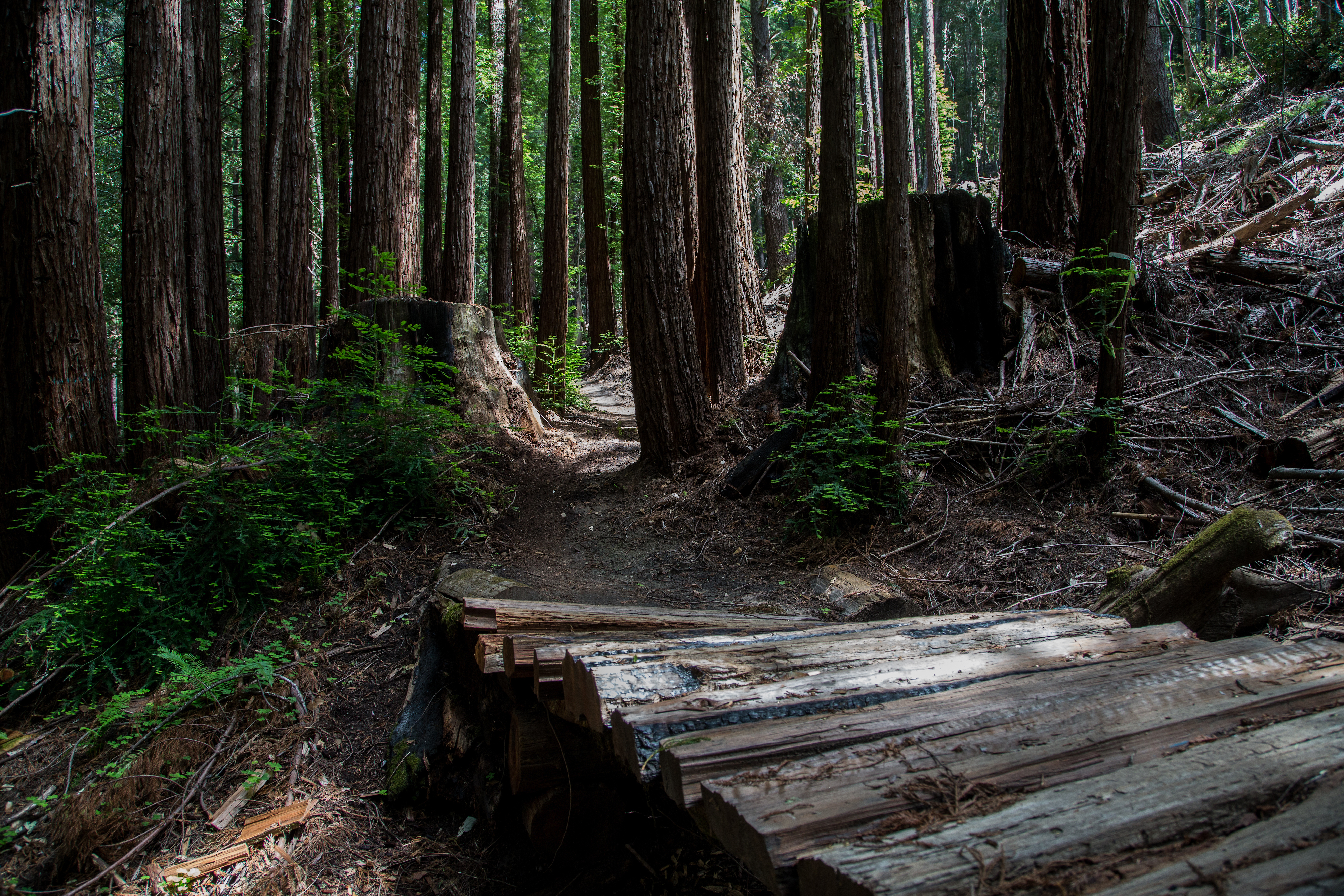 Soquel Demonstration State Forest Santa Cruz Mountains