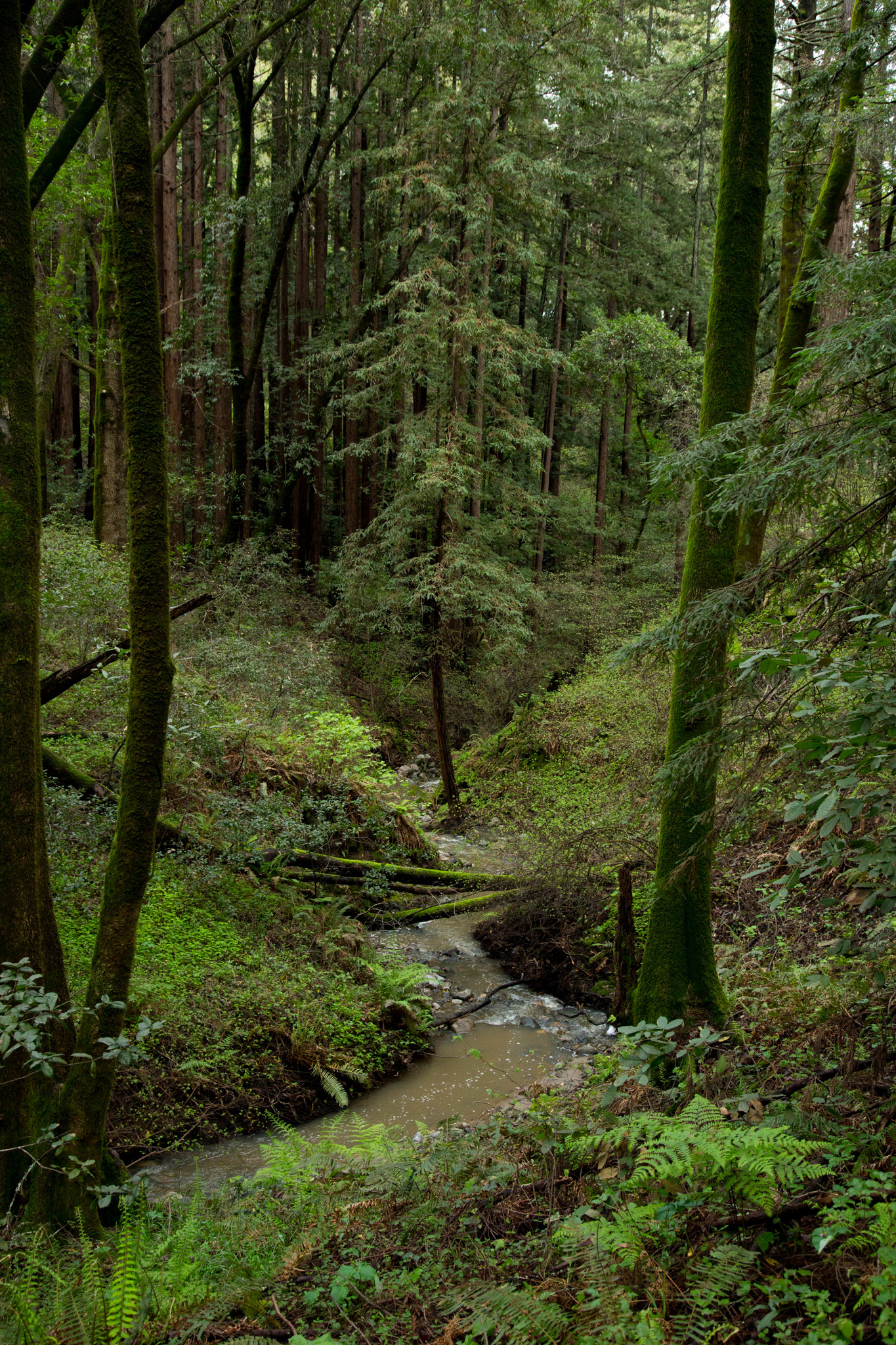 Pogonip Santa Cruz Mountains Stewardship Action Center